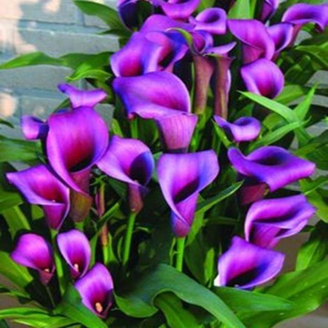 TEMU 136 semillas de de agua común - Flores de jardín coloridas, decoración para exteriores, flores de macetas DIY para jardín, resistentes al frío y aptas para plantar en todas