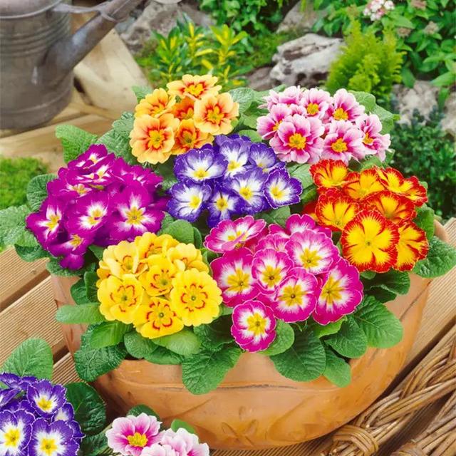 TEMU 500+ Semillas de Perenne para Plantar - Semillas de Flores Anuales Heirloom No GMO, Ideales para Jardines de Bajo Mantenimiento, Atraen Mariposas y