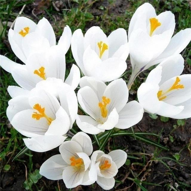 TEMU 115 piezas/semillas de flores - fáciles de y adecuadas para jardinería en casa