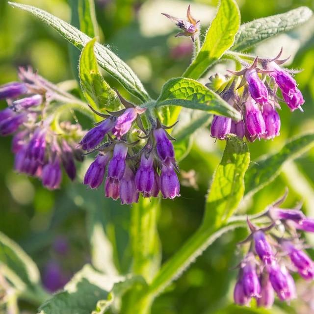 TEMU 110 semillas de plantas de (Symphytum) con flores moradas
