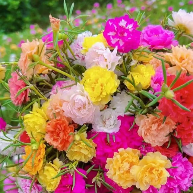 TEMU Semillas de - 210 Unidades de Color Mezclado Portulaca Flor Resistente al y al Calor, Semillas de de Suelo Amigables con los Polinizadores para Plantar Flores Vibrantes Polinizadores