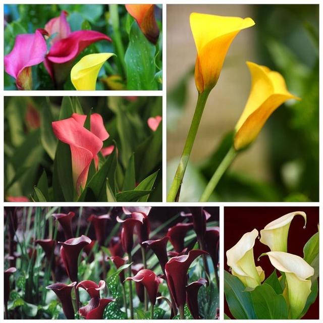 TEMU 200 piezas de semillas de japonés de de esporulación para germinación de invierno, planta de flor en maceta para jardín - se pueden plantar en casa como regalo para un cultivo fácil