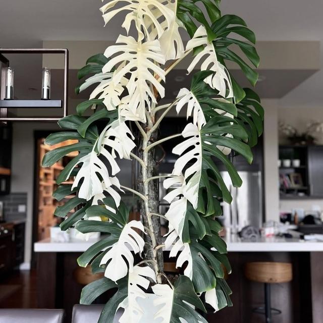 TEMU Monstera Brocade son optimizadas para , resistentes al frío y adecuadas para todas .