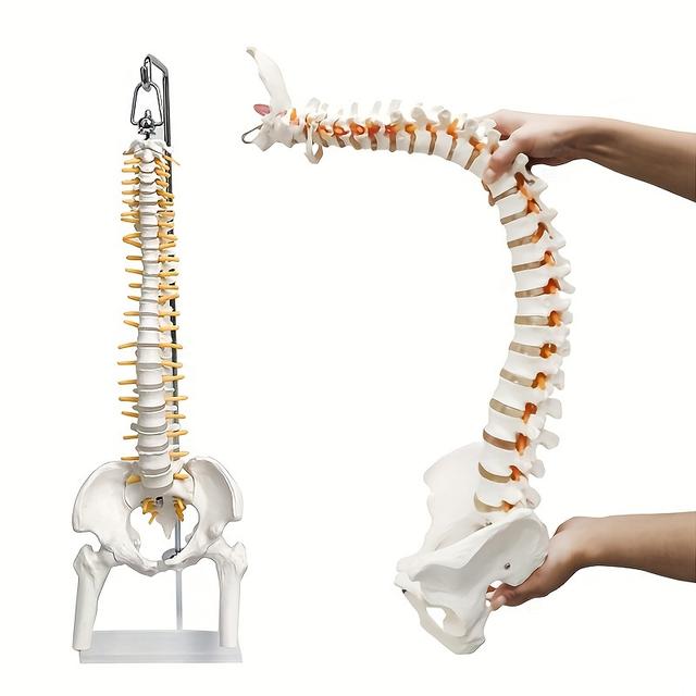 TEMU 1pc Human Spine Model, 18" Flexible Spinal Cord With Hyoid Bone, Herniated Disk, Nerves, And Pelvis, Teaching Tool For Students And Chiropractors, Includes Stand