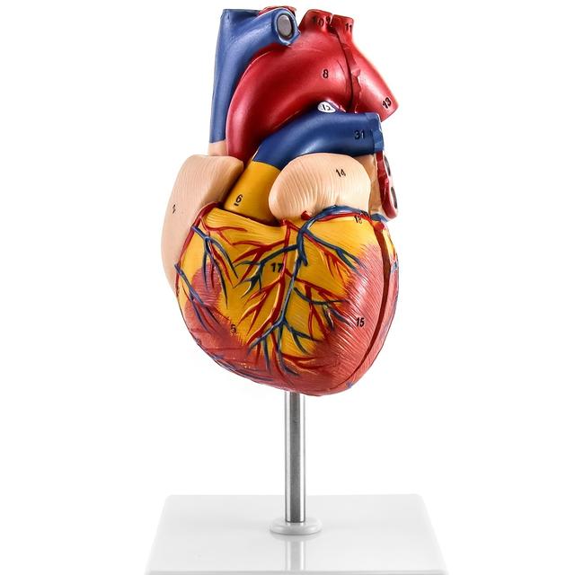 TEMU Human Heart Model, Anatomically Accurate Real Size Heart Model With 34 Anatomical