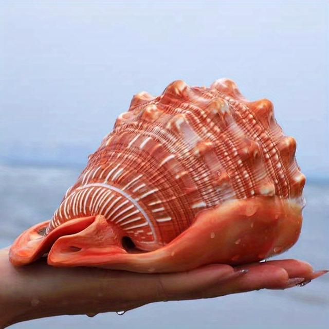 TEMU Wanbao Muschel Vier Berühmte Schnecken Geschenk Aquarium Deko - Attraktive Landschaftsgestaltungszubehör für Aquarien