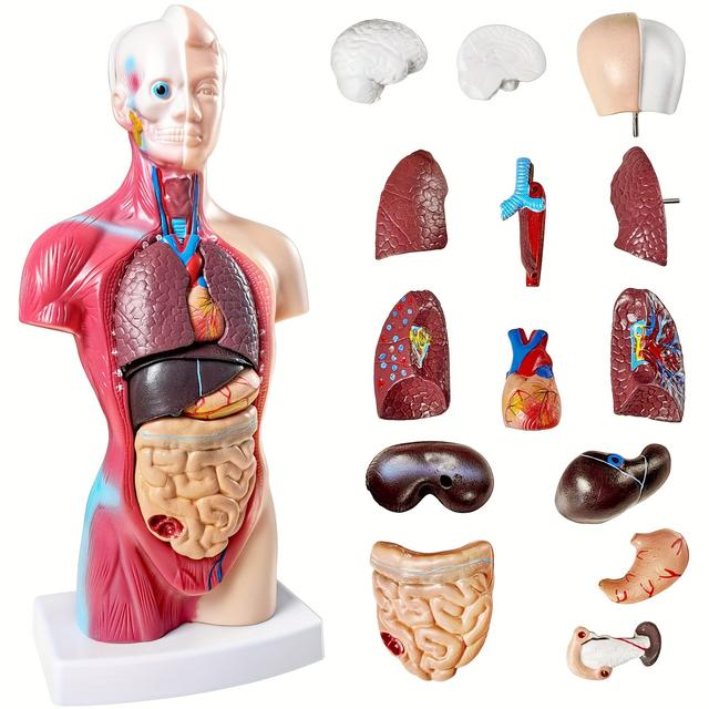 TEMU 10.5" Durable Pvc Anatomical Organ Model - Detachable Human Anatomy Display For Medical Students, Educational Study & Classroom Use, Educational Display | Model | Durable Plastic Construction