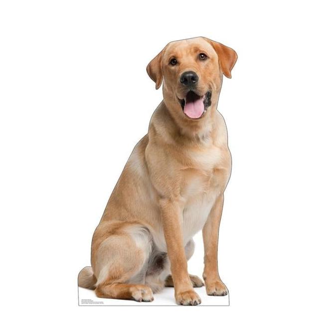 45 x 26 in. Labrador Retriever Life-Size Cardboard Cutout