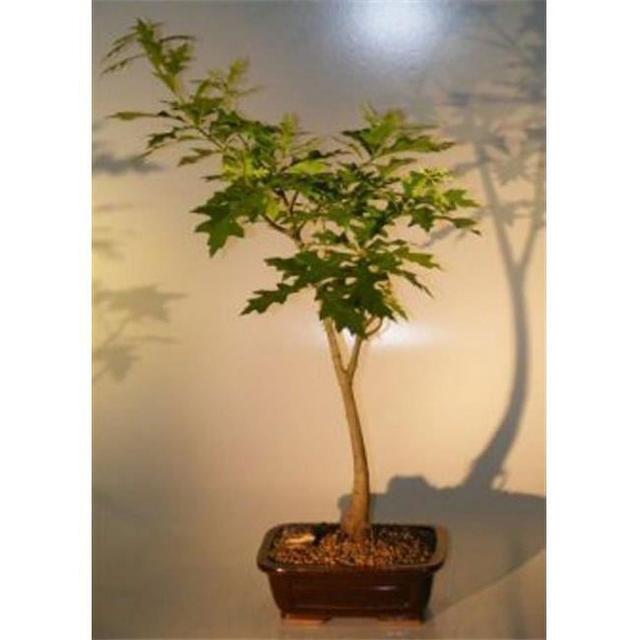 e2400 Quercus Palustris Pin Oak Bonsai Tree