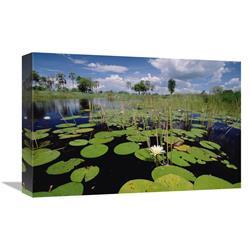 12 x 18 in. Water Lily in Bloom, Okavango Delta, Botswana Art Print - Gerry Ellis