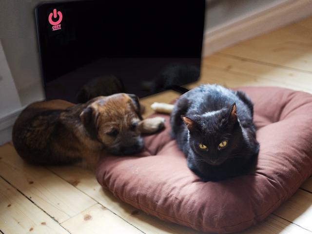 Pet Bed Warmer - 19 x 13 x 0.62 in.