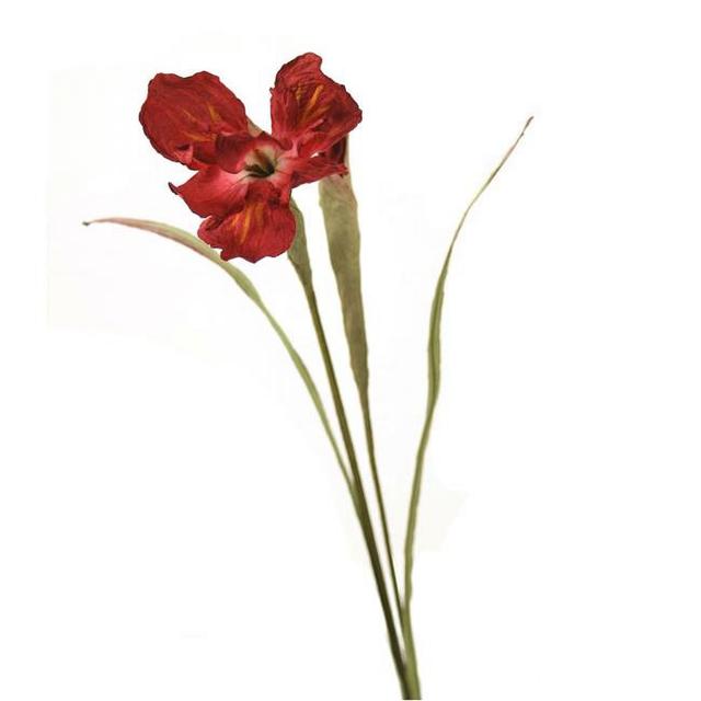 New Dutch Iris - Burgund