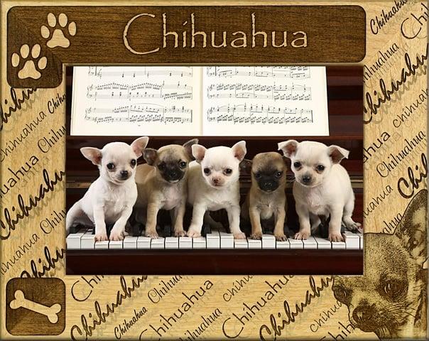 Giftworks Plus DBA0051 Chihuahua- Alder Wood Frame- 3.5 x 5 In