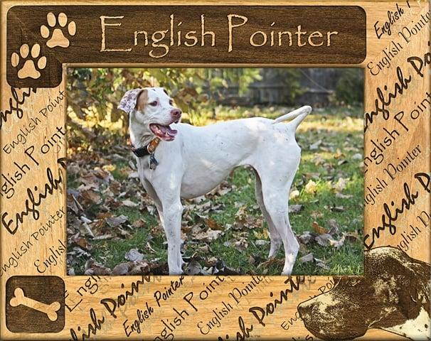 Giftworks Plus DBA0073 English Pointer- Alder Wood Frame- 4 x 6 In