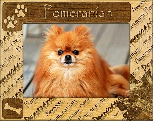 Giftworks Plus DBA0134 Pomeranian- Alder Wood Frame- 4 x 6 In