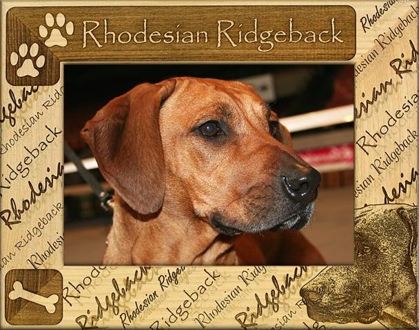 Giftworks Plus DBA0145 Rhodesian Ridgeback- Alder Wood Frame- 4 x 6 In