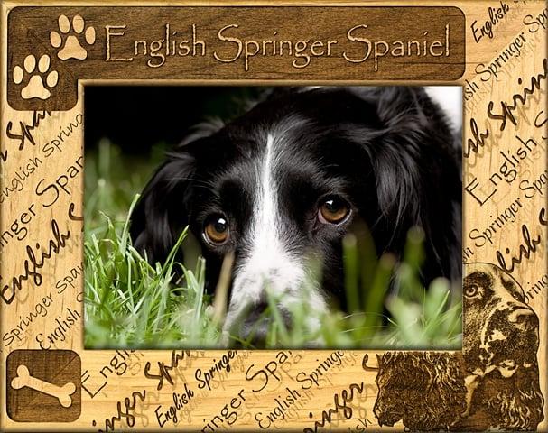Giftworks Plus DBA0075 English Springer Spaniel- Alder Wood Frame- 5 x 7 In