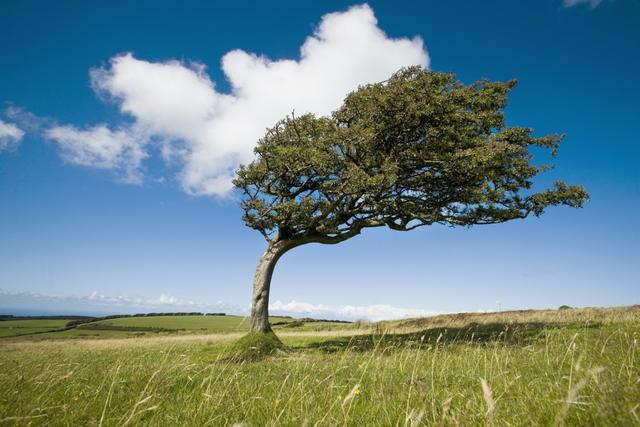 Wind-Swept Solitary Tree On Open Grassy Moorland Poster Print