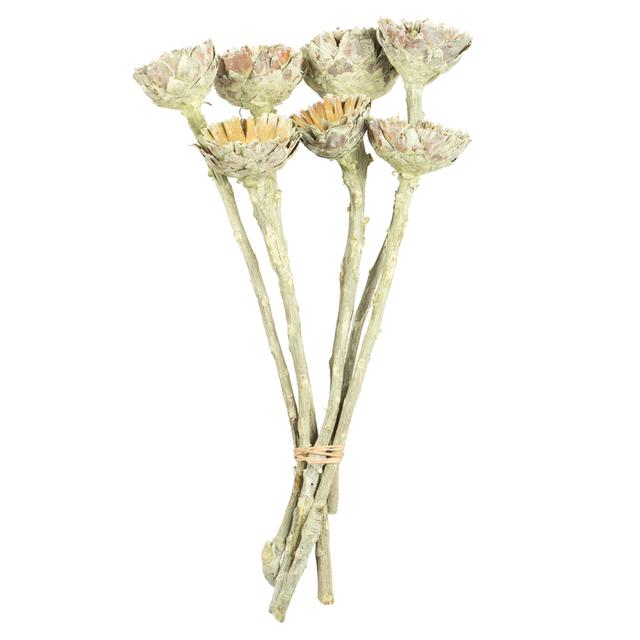 8-12 in. Frosted Basil Rosette Compacta Stems