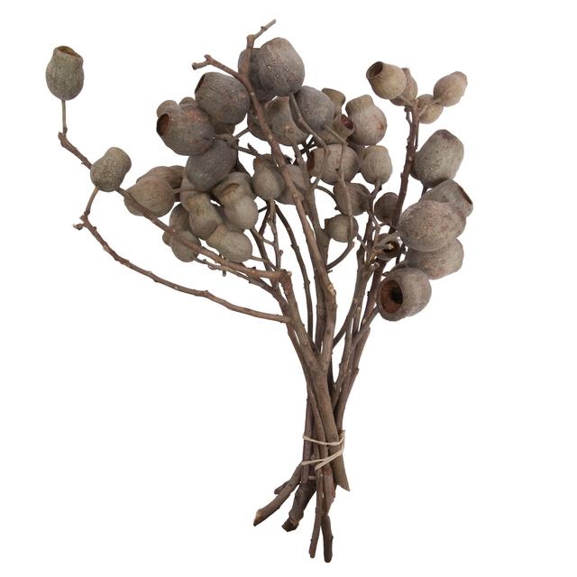 H1BLG000 11 x 4 in. Belgium Branch 5-7 Bells Bunch Pod, Natural - 10 Piece