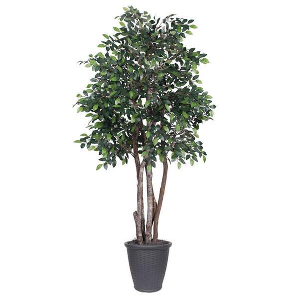 TEX4260-RG 6 ft. Mini Ficus Executive Round Tree in Container, Green & Grey