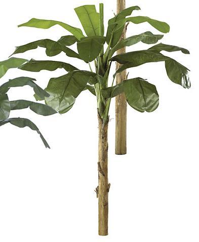 9 Foot Banana Palm - Green