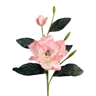 DIY Flower Dusty Rose Magnolia Grandiflora - Pack of 6