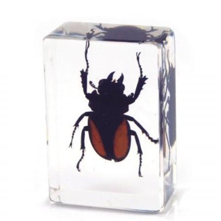 Paperweight  small  Stag Beetle