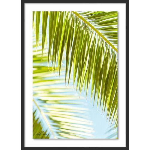 Carly Tabak - Palm 3 Southern California Photograph - Black