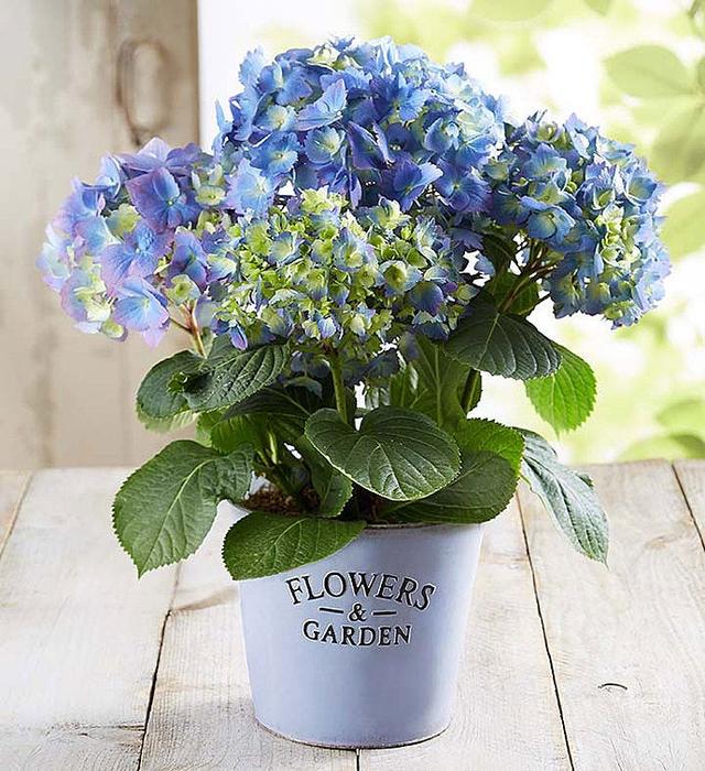 1-800-Flowers Everyday Gift Delivery Garden Hydrangea Large