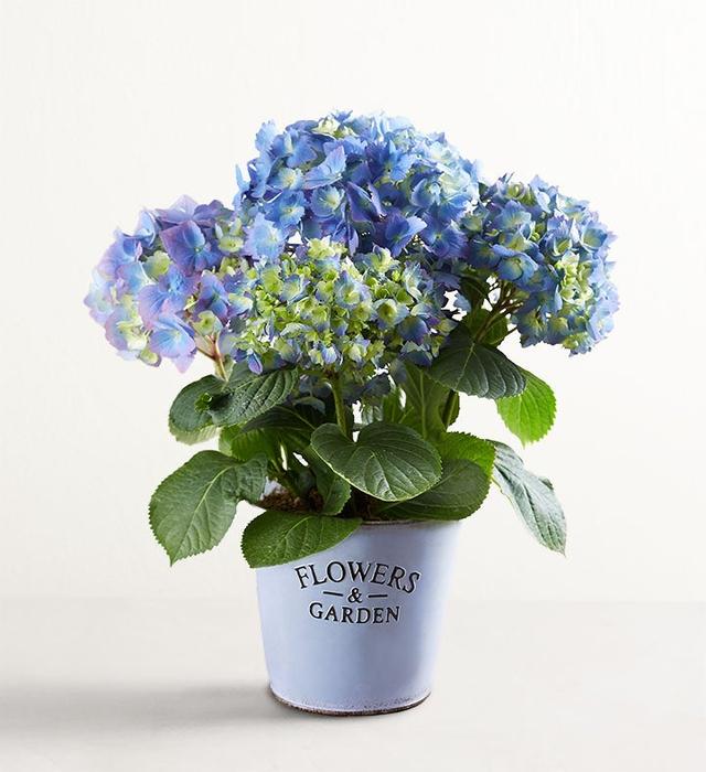 1-800-Flowers Everyday Gift Delivery Garden Hydrangea Small