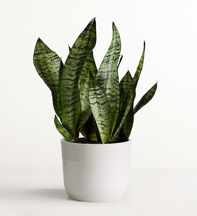 1-800-Flowers Plant Delivery Snake Plant (Sansevieria) Table Size (Medium) W/ Sandstone Planter
