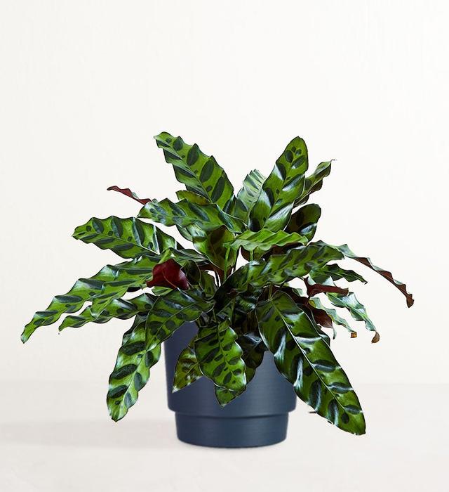 1-800-Flowers Plant Delivery Calathea Rattlesnake Shelf Size (Small) W/ Midnight Planter