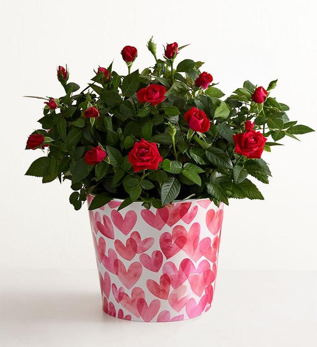 1-800-Flowers Flower Delivery Bundle Of Love Rose Plant Large