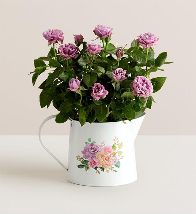 1-800-Flowers Flower Delivery Lavender Blooming Rose