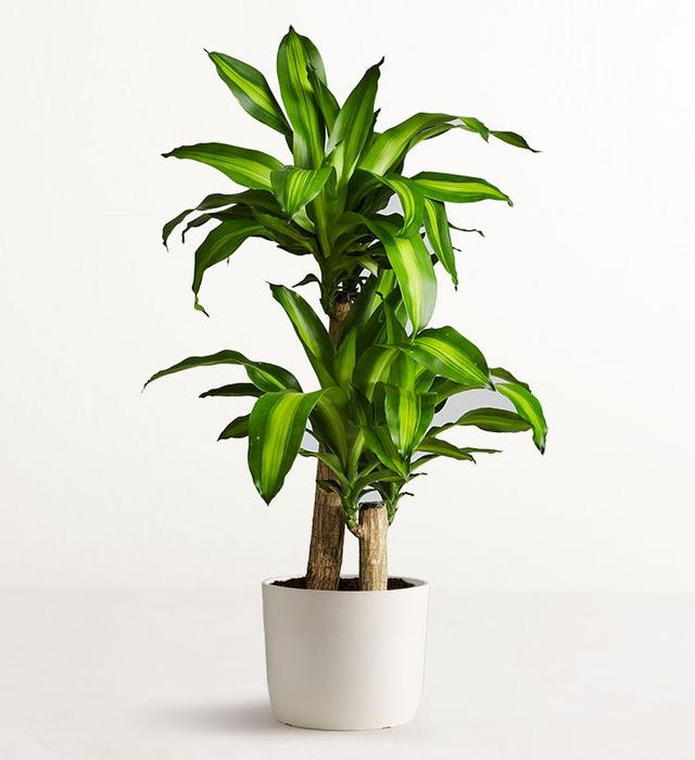 1-800-Flowers Plant Delivery Mass Cane Floor Plant (Large) W/ Sandstone Planter