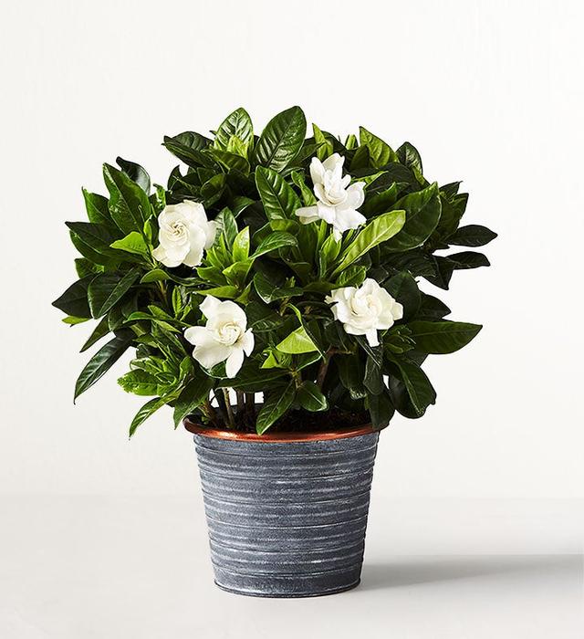 1-800-Flowers Plant Delivery Gardenia Blooms Shelf Size (Small) W/ Slate Planter