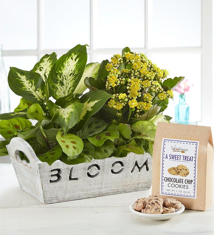 1-800-Flowers Seasonal Gift Delivery Bloom Dish Garden Bloom W/ Cookies