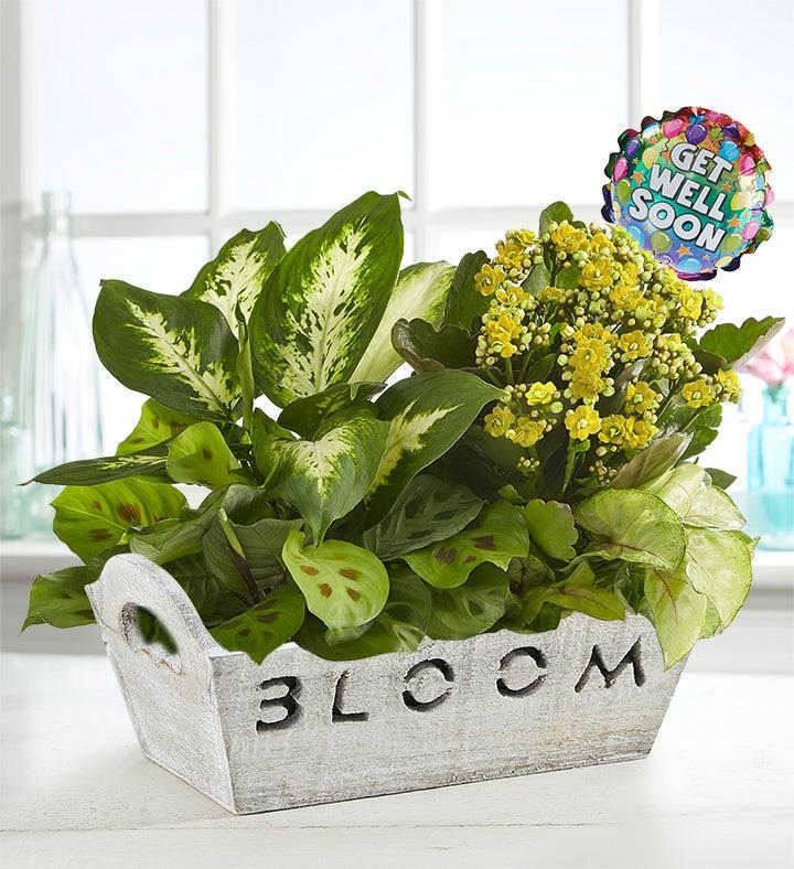 1-800-Flowers Seasonal Gift Delivery Bloom Dish Garden Bloom W/ Get Well Balloon