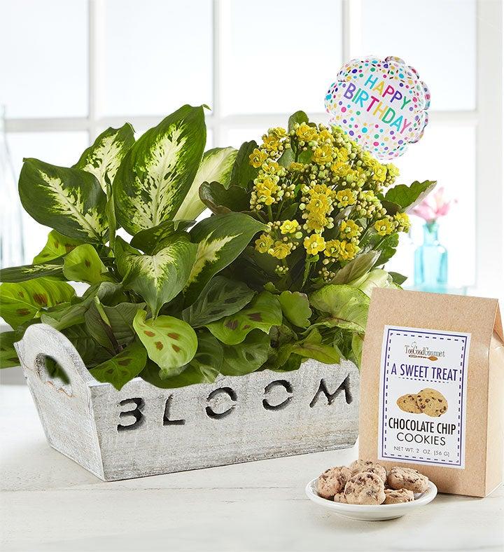 1-800-Flowers Seasonal Gift Delivery Bloom Dish Garden Bloom W/ Happy Birthday Balloon & Cookies
