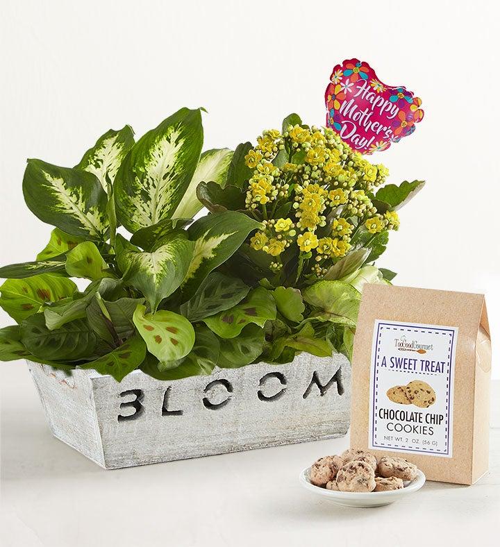 1-800-Flowers Seasonal Gift Delivery Bloom Dish Garden For Mom W/ Cookies