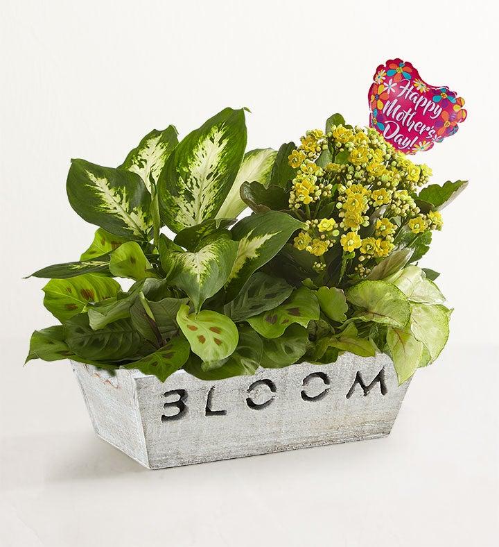 1-800-Flowers Seasonal Gift Delivery Bloom Dish Garden W/ Mother's Day Balloon