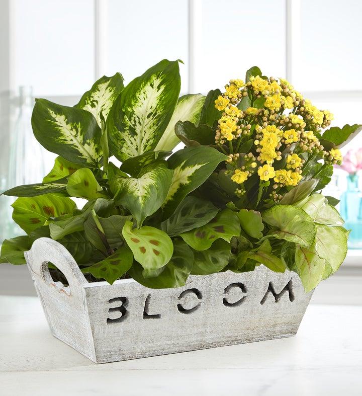 1-800-Flowers Seasonal Gift Delivery Bloom Dish Garden