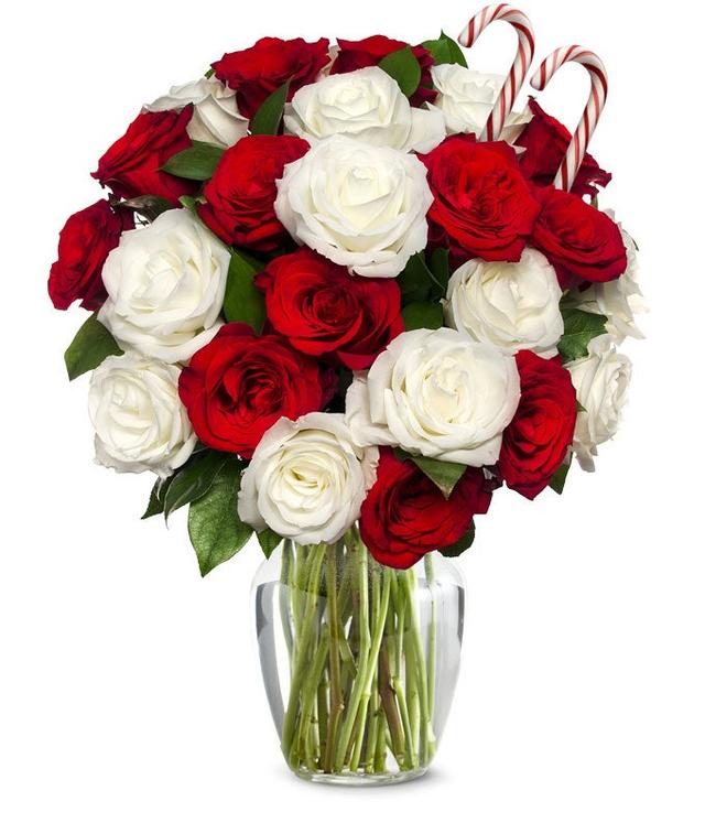 Sweet Candy Cane Rose Bouquet - 24 Stems