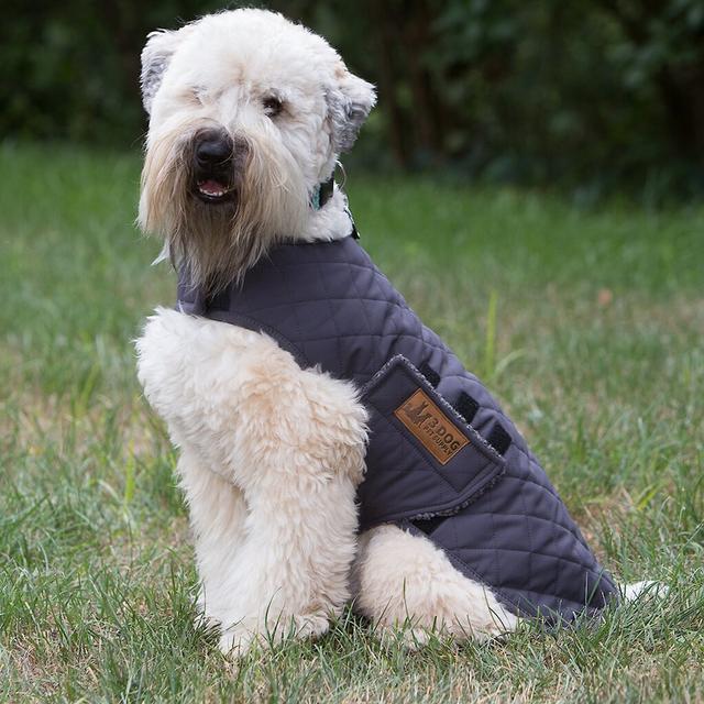 3 Dog Pet Supply Softshell Personalized Dog Jacket, Slate, Medium