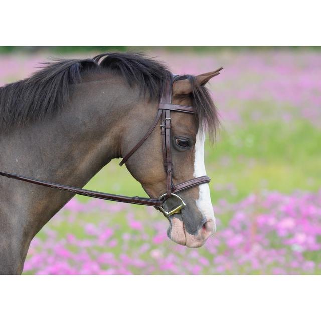 M. Toulouse Liza/Camden Hunter Bridle, Chocolate, Pony