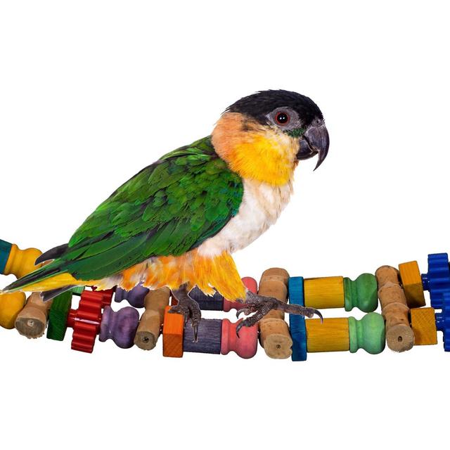 Super Bird Creations Bamboo Bridge Bird Toy