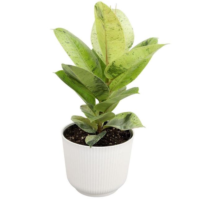 Variegated Ficus Shivereana, 6 in. White Decorative Pot, Rubber Tree Plant, Unique Live Indoor House Plant Gift