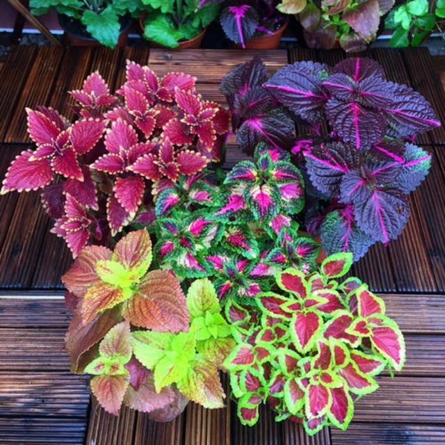 TEMU 179 szt. Nasiona kwiatów - idealne do użytku wewnątrz i na zewnątrz, do ogrodowych i roślin doniczkowych