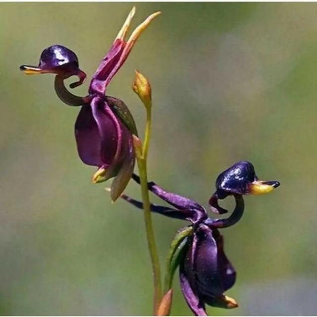 TEMU 88 pièces d'orchidées cygne blanc et 20 orchidées canard volant, haute qualité, convient pour la plantation à domicile, livraison rapide limitée, commandez